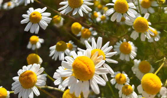 Chamomile