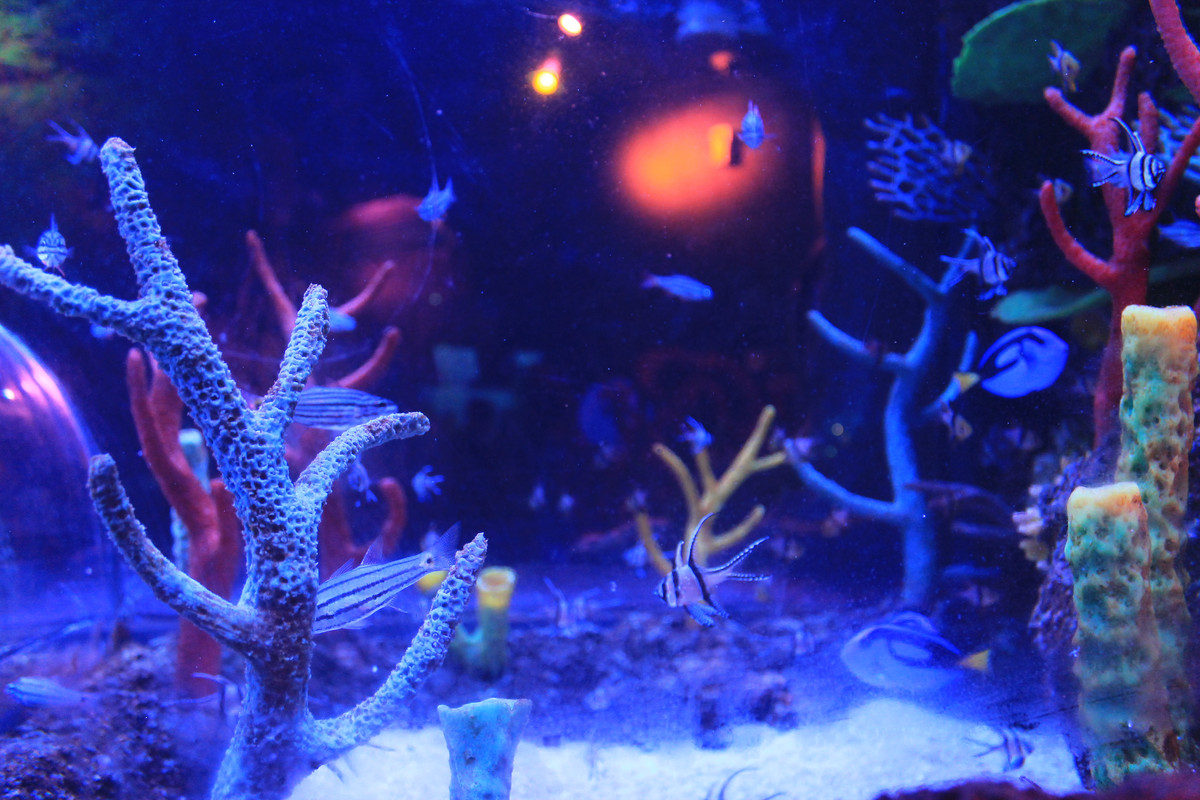 Aquarium di SEA LIFE Malaysia