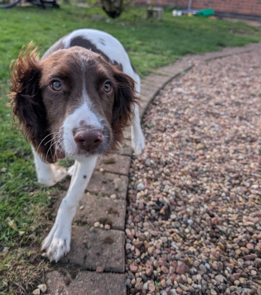 Dog