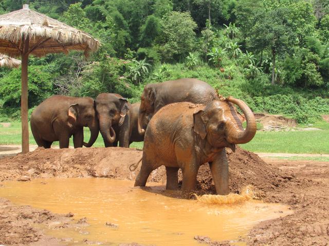 Visita a Elephant Nature Park - Nuestra primera vez en el Sudeste Asiático. Tailandia en Junio de 2018 (8)