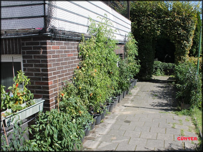 [Bild: Garten-02.jpg]
