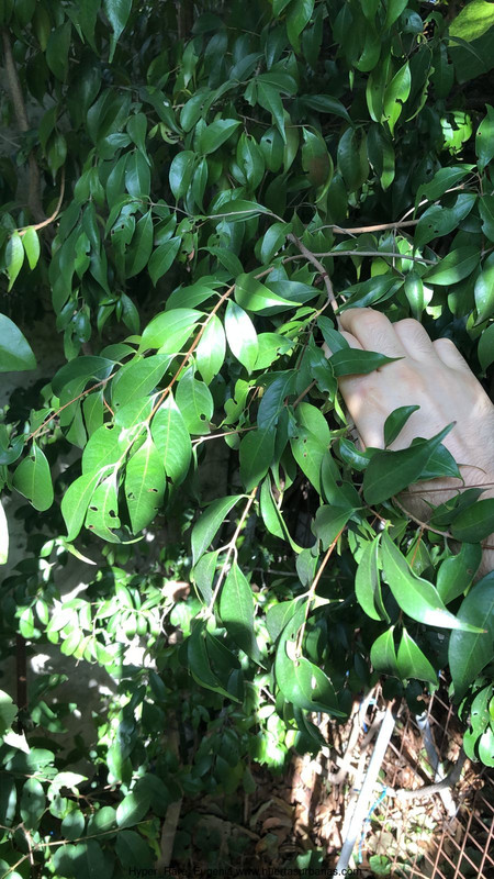 Huertasurbanas_com-hyper_rare_Eugenia1.jpeg-20220520_081935Hyper_Rare_Eugenia