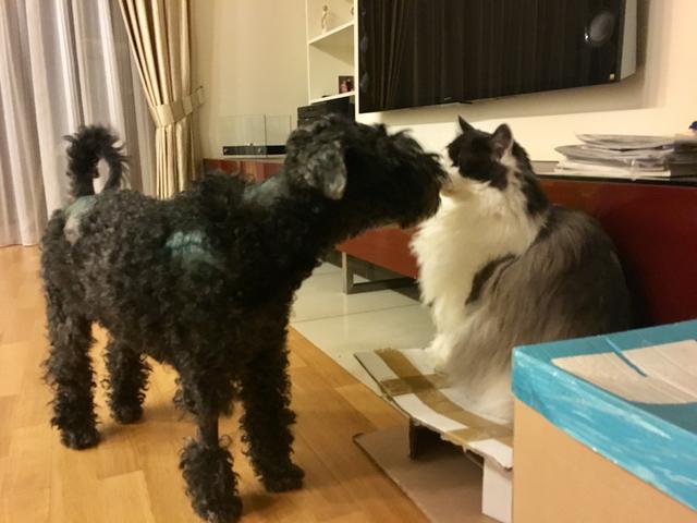 CA137-C29-3-D56-4932-8-F09-B082-F8650800