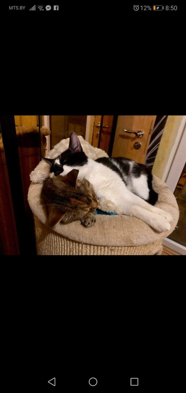 Зиг-заг Макряк1