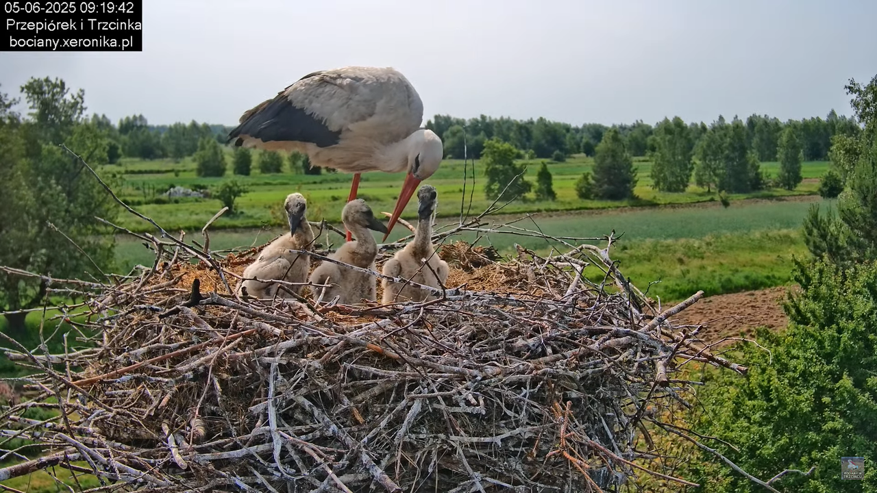 05062025bociany19