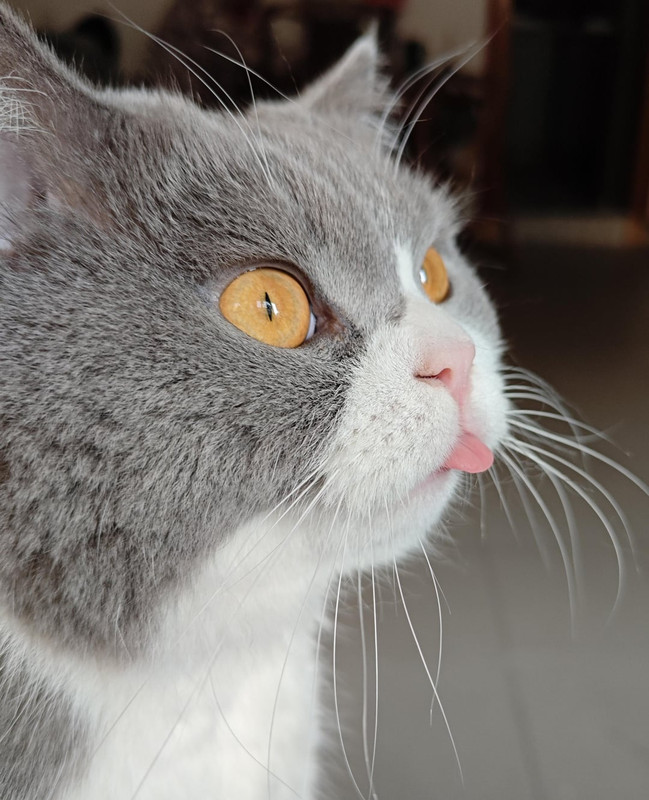 a-little-blep-v0-f4xei4e0w97h1.jpg