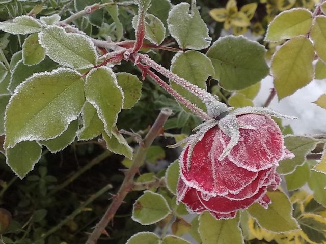 [Image: 10-12-2010-La-Sevillana.jpg]