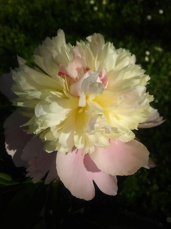 FB-IMG-1747205733925