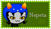 nepeta