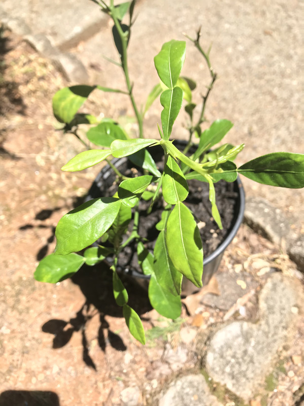 B3A163F0-82D9-4379-96E0-3C02F483AFC3