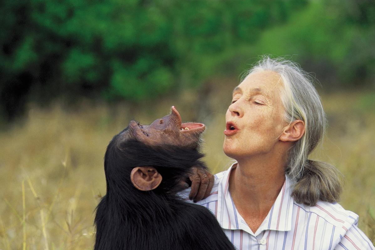 Sabías que Jane Goodall revolucionó la primatología y la conservación del medio ambiente