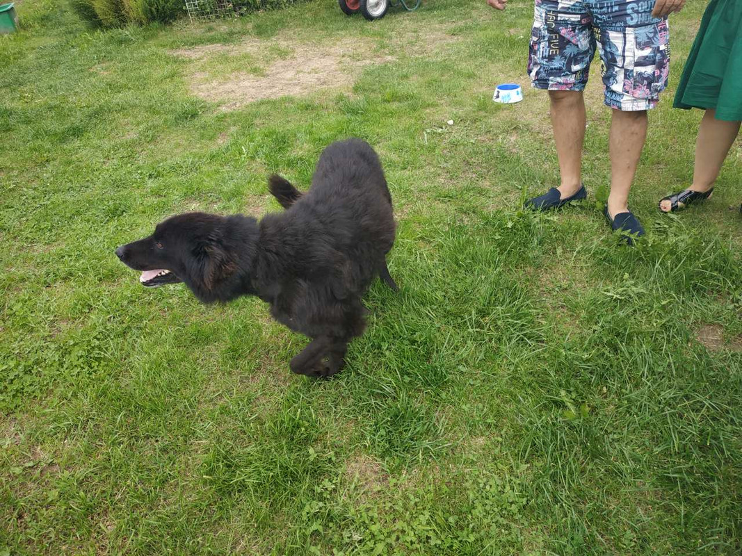 Черная собака3