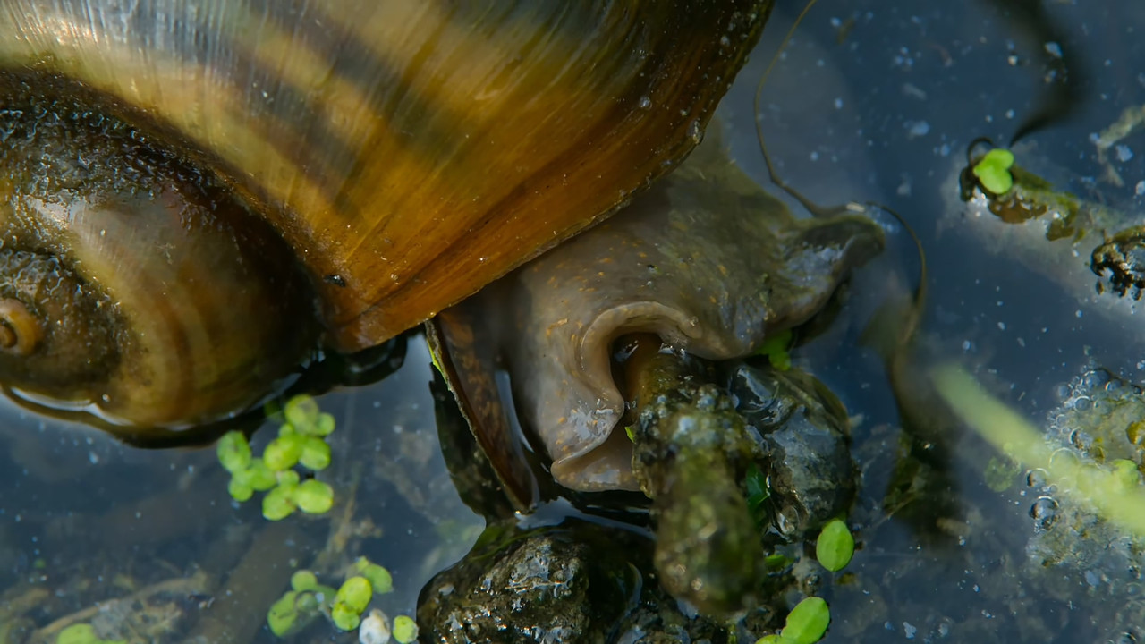 [HR] Thailand - Earth's Tropical Paradise S01E02 [BBC Two 1080p x265]_05