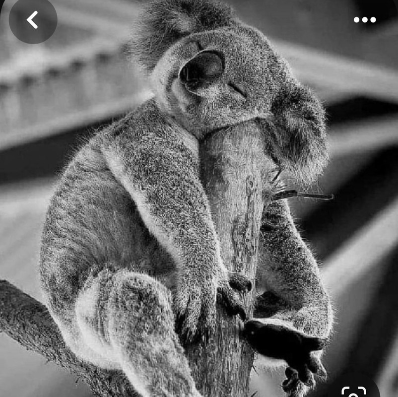 Screenshot_20231209_122123_Pinterest