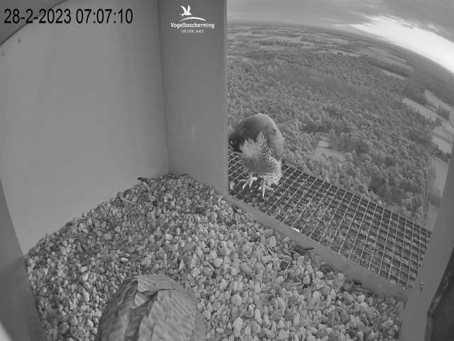 Campics © VWGGemert/BDL en Hans Natuurkanaal. - Pagina 3 4