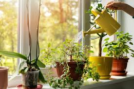 Indoor plants with air conditioning