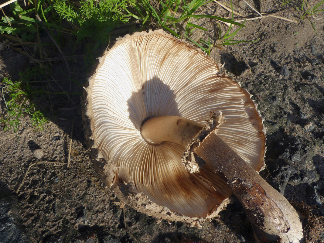SHROOM 1