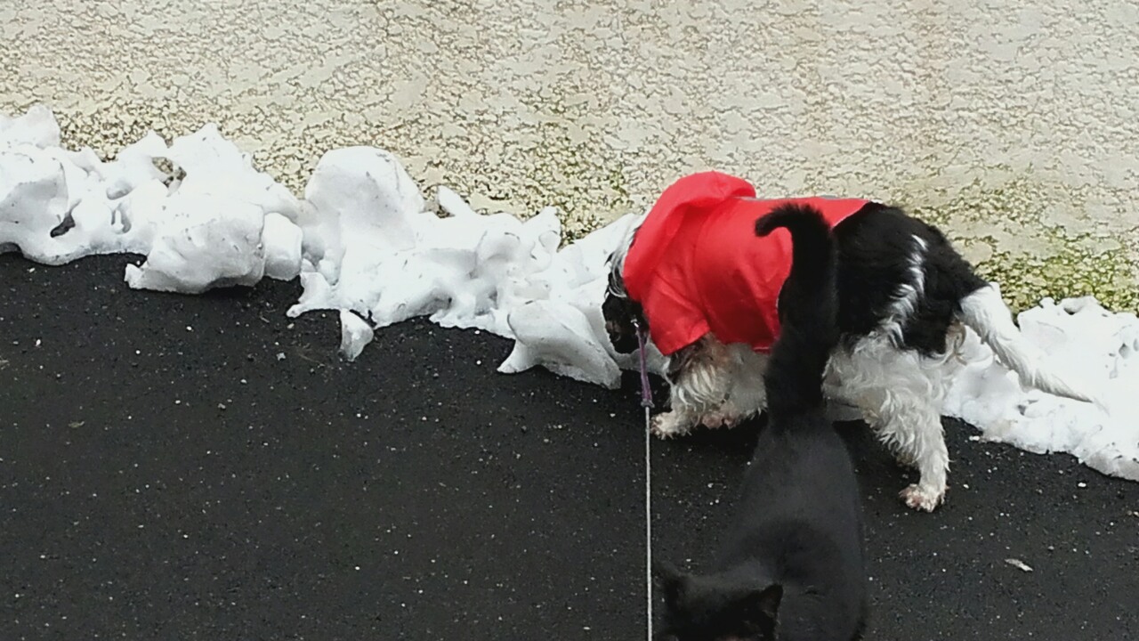 послед снег1