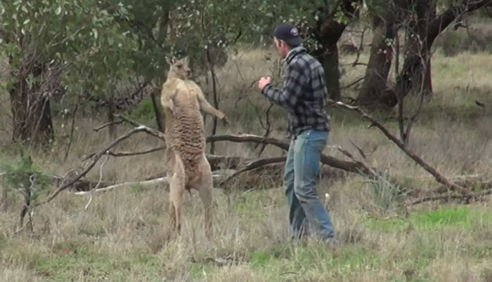 How Dangerous Are Kangaroos