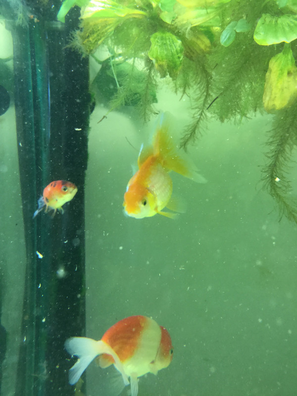 A3F58AA7-F2D4-42F5-84AB-F1A368C115BA