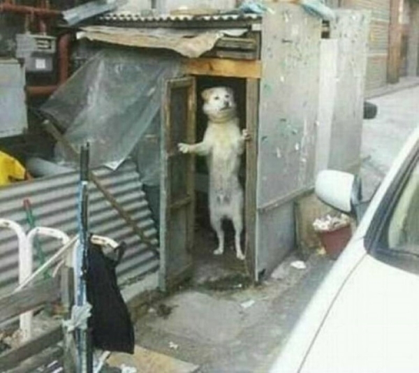 perrito-puerta.jpg