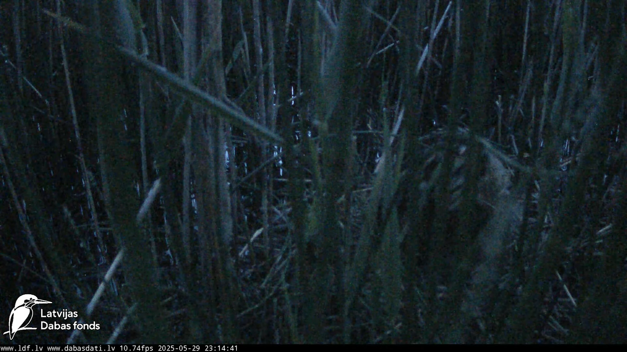 LDF Lielais dumpis (Botaurus stellaris) Zemītes pagastā 5-0-56 screenshot