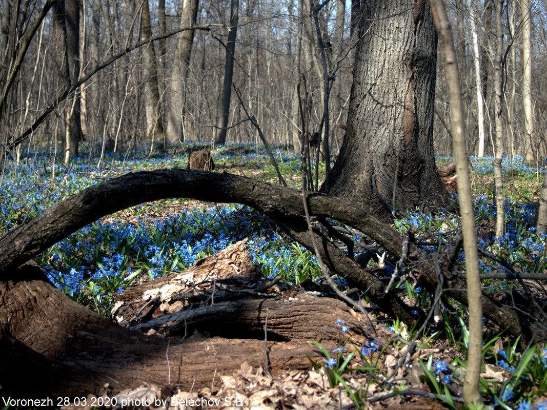 Воронеж, весна, Олимпик Воронеж, весна, Олимпик