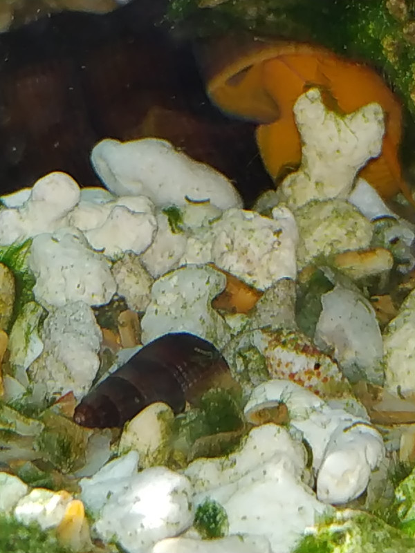 улитеныш второй