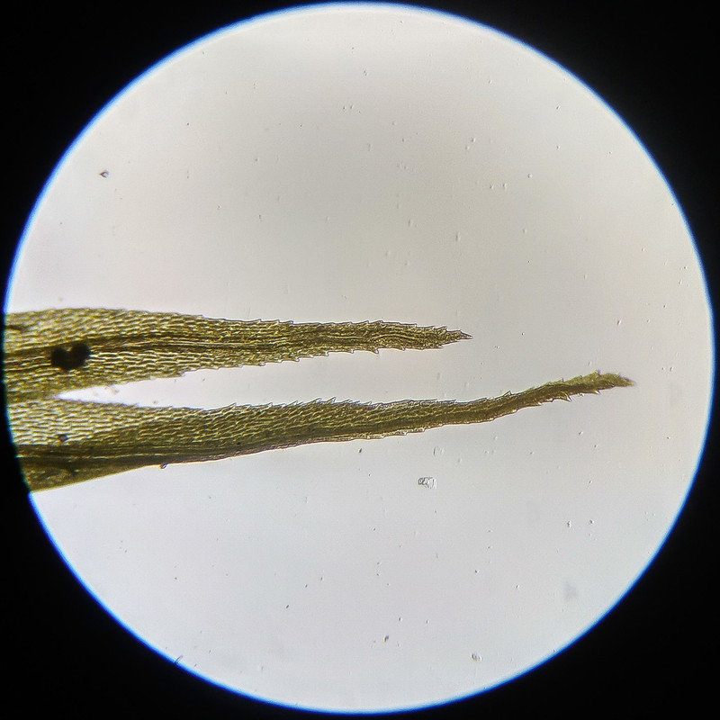 IMG 20250614 111036 HDR