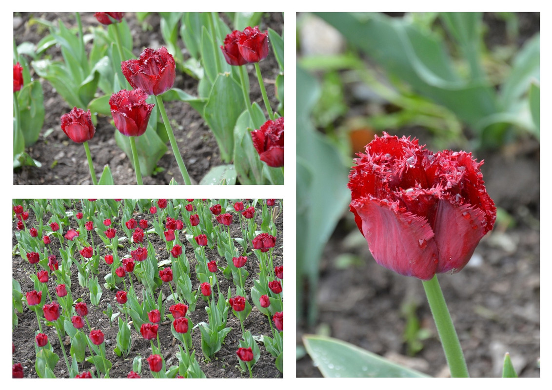 Новый коллаж.jpg 64