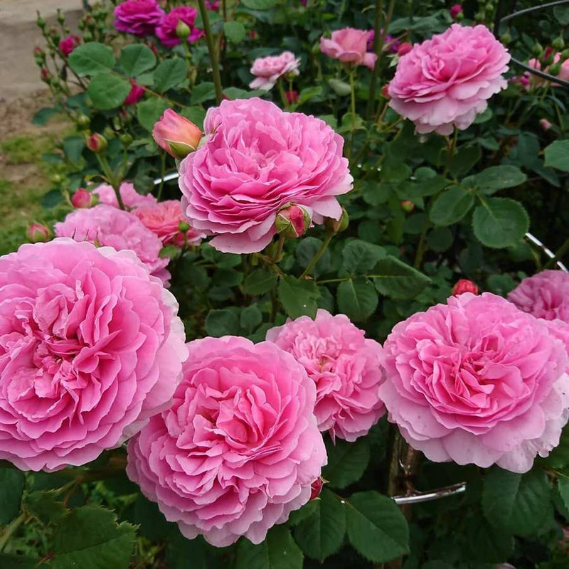 Роза Александра название редкого сорта роз