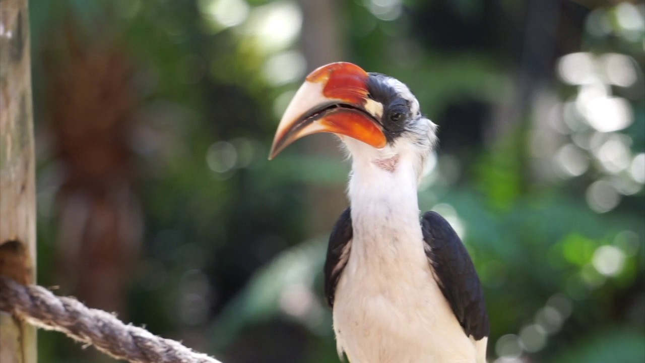 African Red-Billed Hornbill