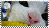 corn kitty