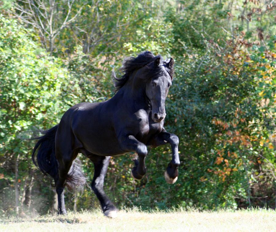 mighty-keegan-friesian-stock-by-larissaallen-d2136fv-fullview.jpg