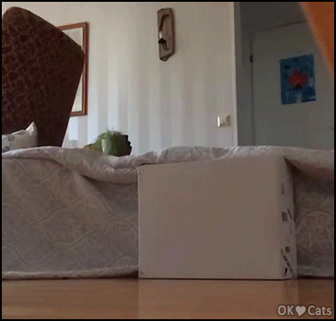 Funny-Cat-GIF-Crazy-jumping-cat-jumps-over-couch-like-a-crazy-horse-haha-cat-gifs-com.gif