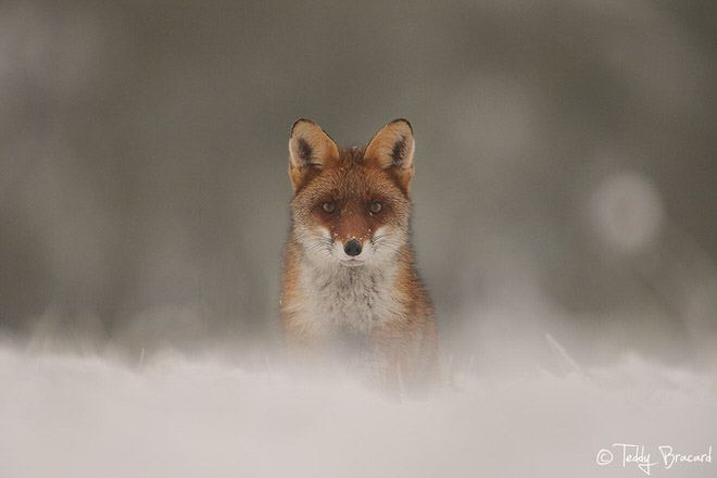 https://i.postimg.cc/zDyMhPZH/teddy-bracard-photographe-animalier7.jpg