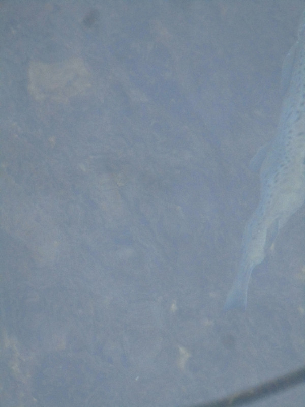 spawning salmon 014