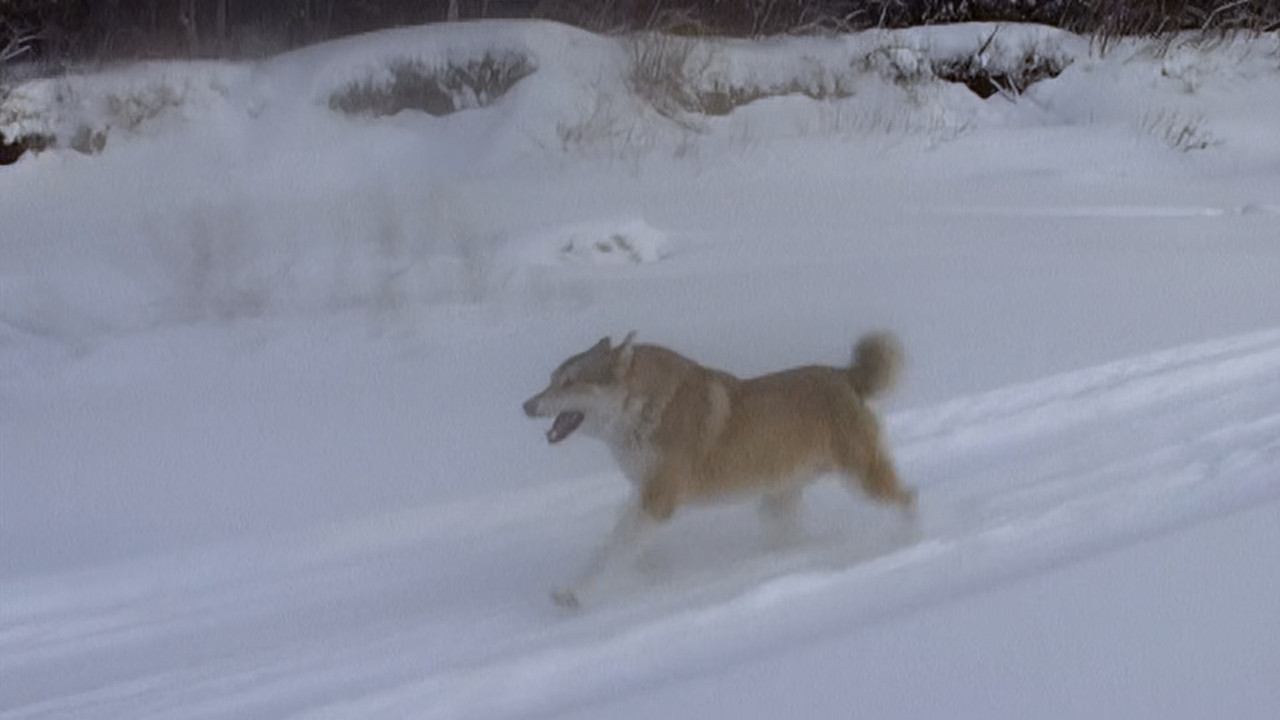 Happy People A Year in the Taiga (2010) (1080p BluRay x265 Silen