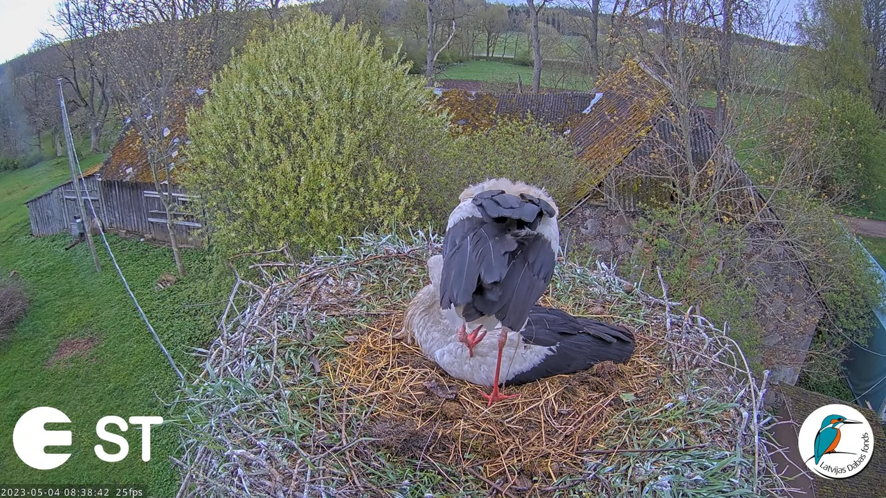 Baltie stārķi (Ciconia ciconia) Tukuma novadā - LDF tiešraide __ White storks in Tukums, Latvia 9-50