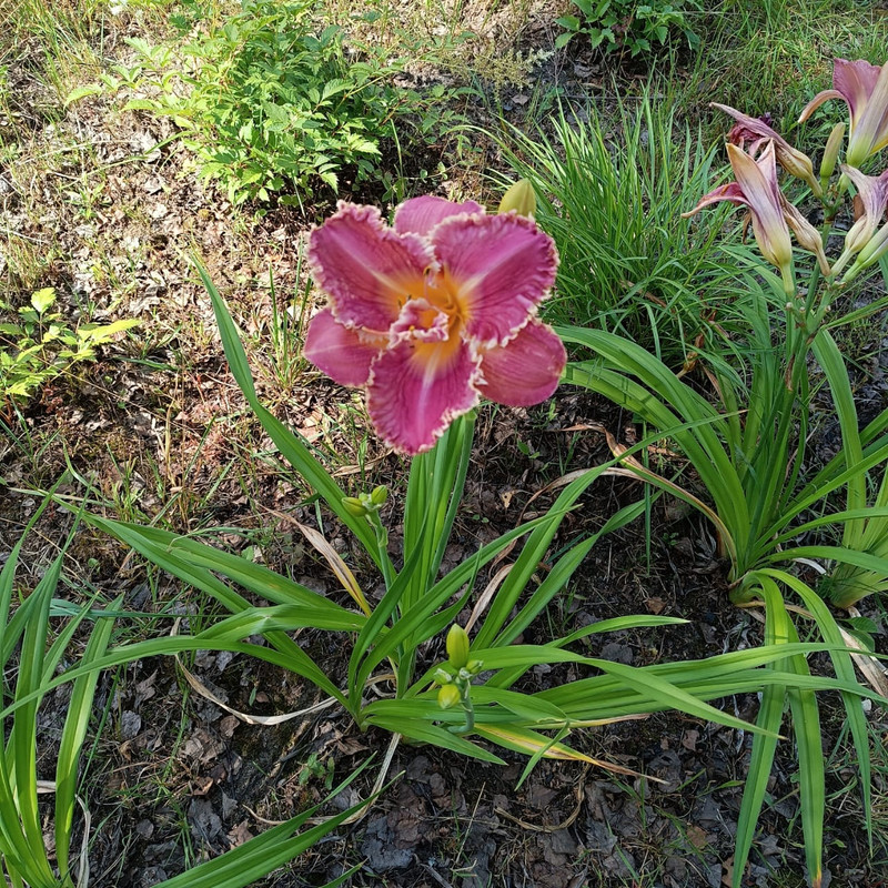 IMG-20240726-WA0099