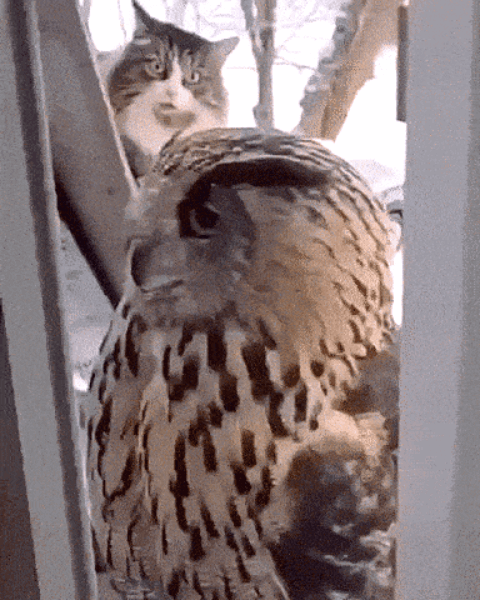 552.gif