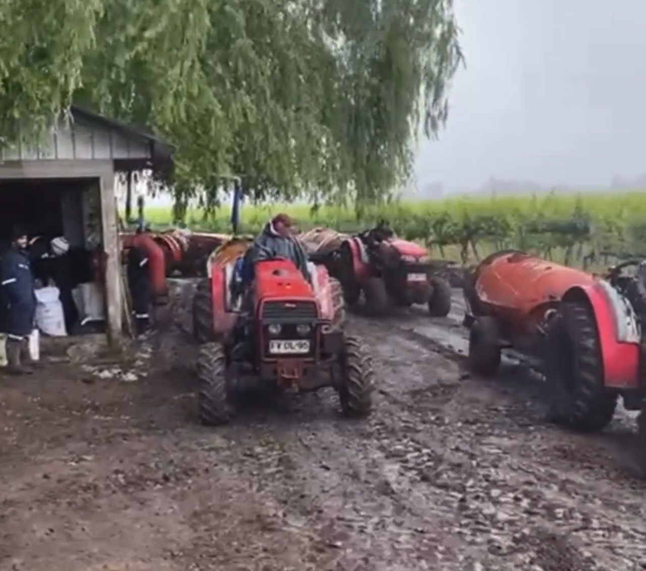 Control fitosanitario 3