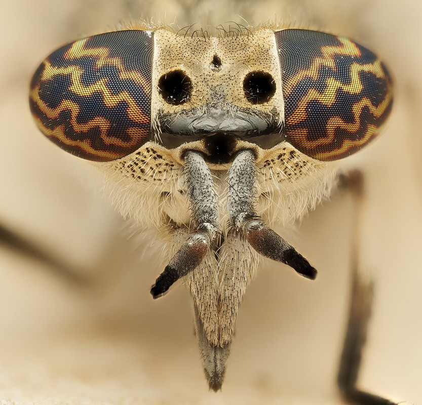 https://i.postimg.cc/zG3QsHnT/Tabanidae-Haematopota-italica2.jpg