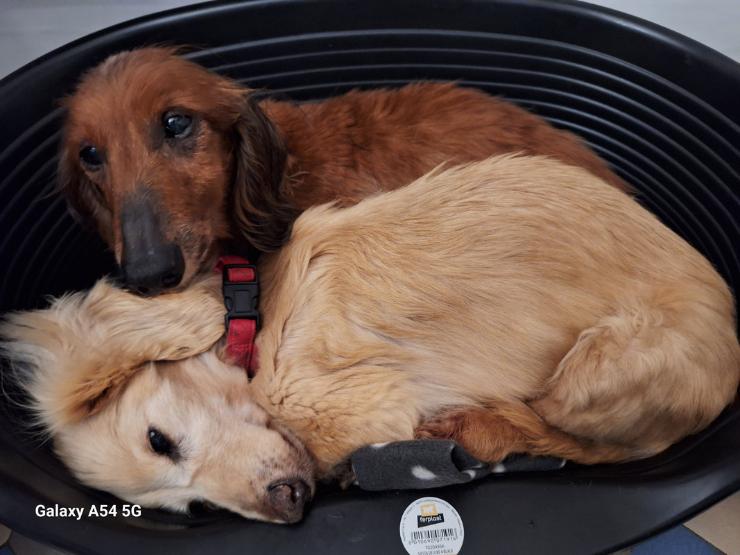 [Image: 20240711-203633.jpg]