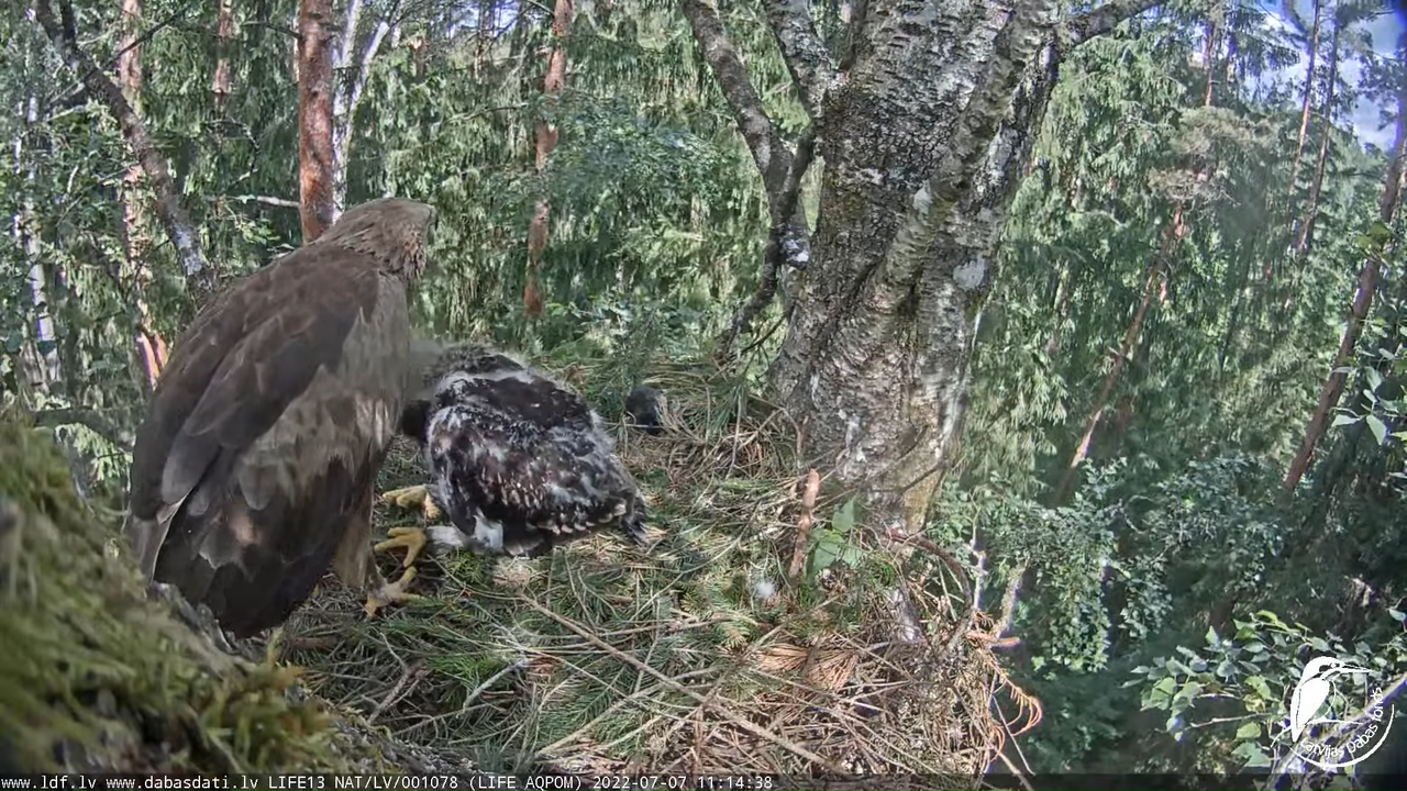 LDF Mazais ērglis (Clanga pomarina), ligzda bērzā 12-20-28 screenshot