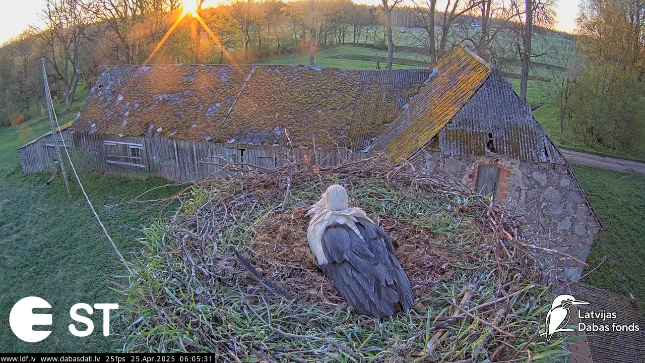 (26) Baltie stārķi (Ciconia ciconia) Tukuma novadā __ White storks in Tukums, Latvia - YouTube - 251