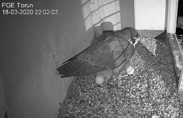 WebCam Toruń PGE. Male Piernik (2 AD (2015) & Female Katarzynka (?) vanaf 21 aug. Man 9 / BK( 2019) & Vrouw Katarzynka (?) - Pagina 2 Przechwytywanie-w-trybie-pe-noekranowym-18-03-2020-223351