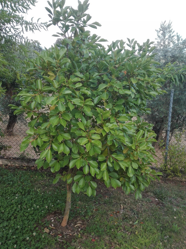 araçá do campo tree
