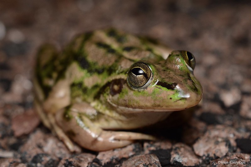green-frog.jpg