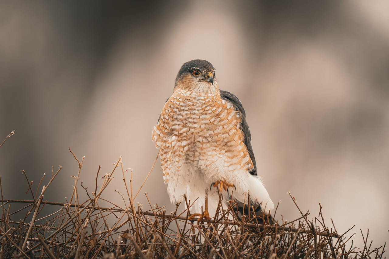 Juvenile-Sharp-Shinned-Hawk-701e5c0759cb0efa832b909-298dcf50-2048.jpg